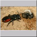 Andrena vaga - Weiden-Sandbiene -16- 04 mit Sphecodes albilabris - Blutbiene die aber nichts miteinander zu tun haben.jpg